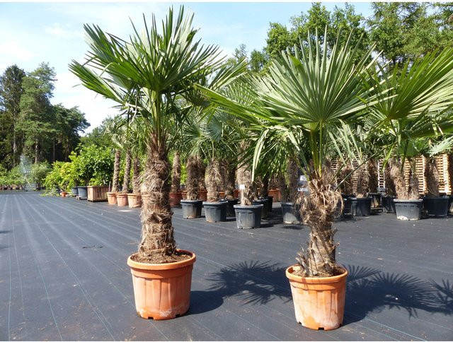 2er Set Trachycarpus fortunei Hanfpalmen mit dicken Stämmen, winterharte Palmen bis -18°C von Grünwaren, Höhe: 200 cm - Bild 1