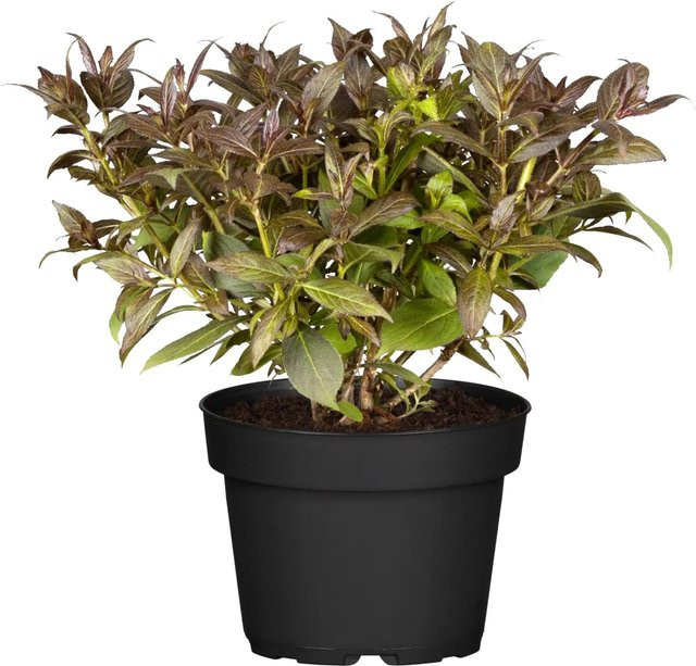 Weigela florida Ebnoy and Ivory von OBI als Blütenhecke für kleine Gärten und Pflanzgefäße - Bild 1
