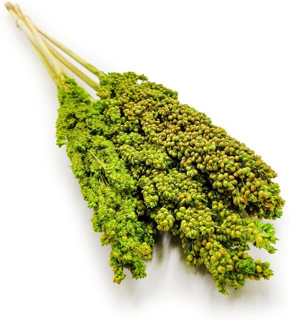 Getrocknete Hirse Sorghum in Hellgrün, 5 Stück - Bild 1