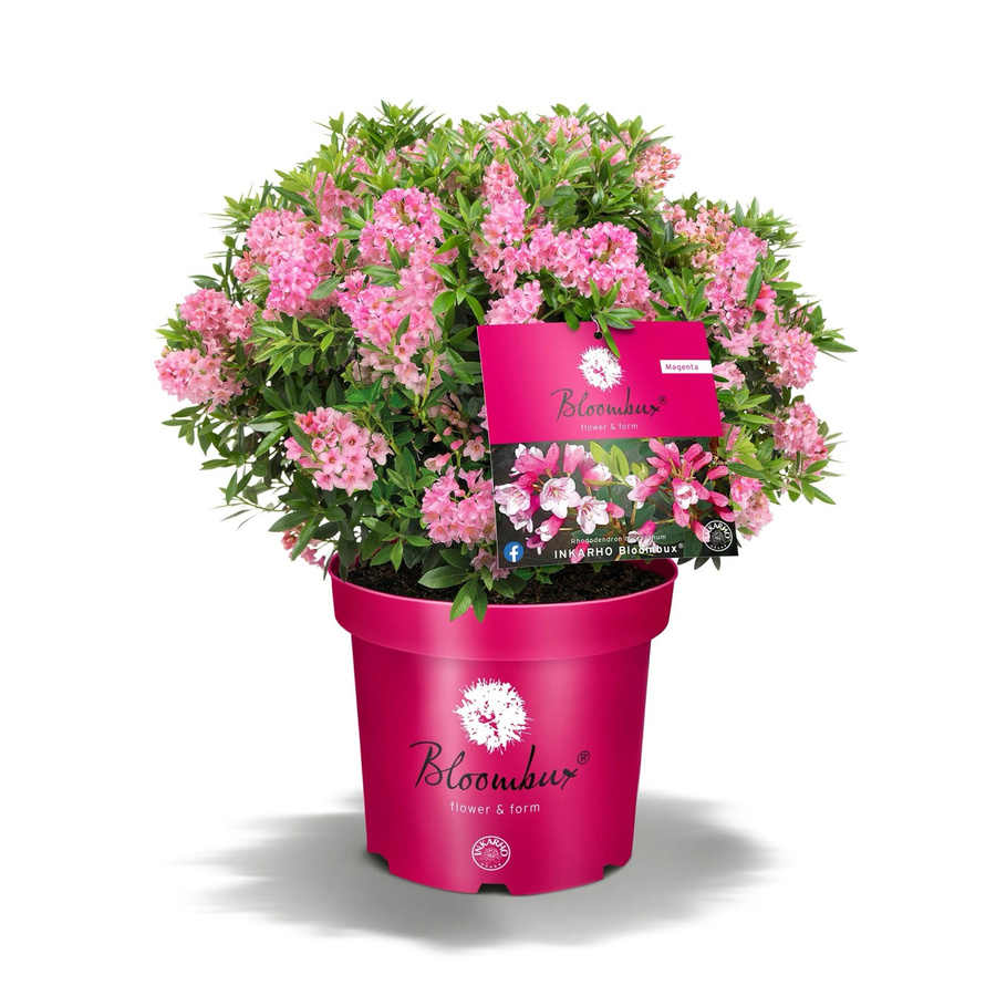 Rhododendron Bloombux Magenta mit magenta Blüten, Höhe: 30-40 cm, Topfgröße: 5 Liter - Bild 2