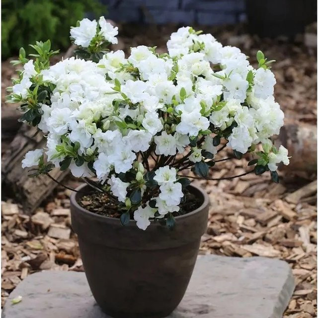 Japanische Azalee Inas Diamond Rhododendron obtusum Zwerg Alpenrose Nr-01.de - Bild 1