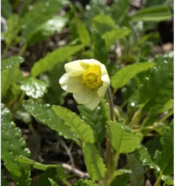 Silberwurz Sudermann Dryas suendermannii als winterharte Bodendecker-Staude für den Garten - Bild 1
