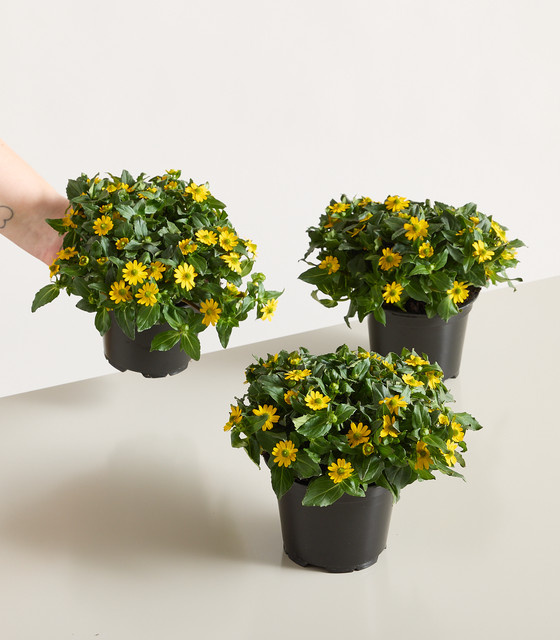 Sanvitalia procumbens BLUME2000 Bodendecker für Balkon und Blumenkübel - Bild 1