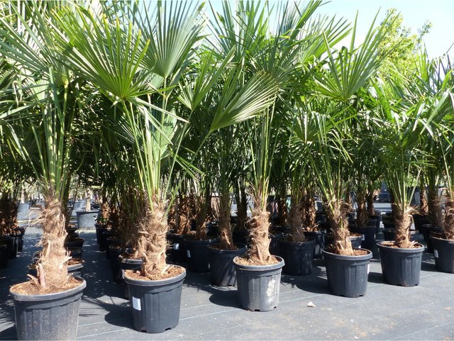 Winterharte Hanfpalme Trachycarpus fortunei in Topf, Höhe: 180 - 190 cm - Bild 1