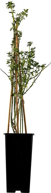 GROW by OBI Winter-Jasmin Jasminum in Gelb und Grün, Höhe: 30 - 40 cm, Topf-Durchmesser: 2 cm - Bild 1