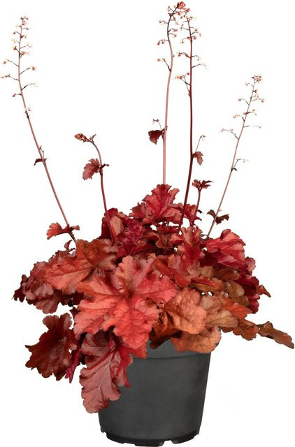 Heuchera Purpurglocke in Kupferrot von GROW by OBI, Staude im Topf mit Durchmesser: 13 cm - Bild 1