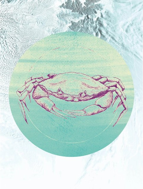 Komar Wandbild Crab Sea Paper Poster Multicolor B: 30 cm, H: 40 cm - Bild 1