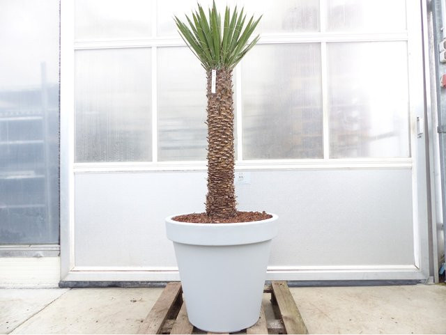 Yucca Filifera Grünwaren winterhart, Höhe: 158 cm, Farbe: Grau - Bild 1