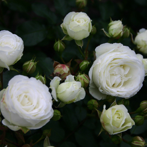 KORDES ROSEN Zwergrose Schneeküsschen mit weißen Blüten, Farbe: Rosa und Weiß - Bild 4