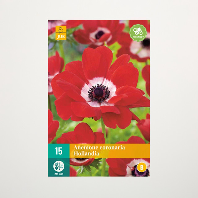 Anemone Hollandia Knollen für Beete, 15 Stück von BLUME2000 - Bild 1