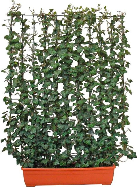 Hedera helix Efeu Hecke für Balkon und Terrasse, Höhe: 130 cm, Breite: 100 cm - Bild 1