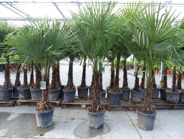 3 Stück winterharte Hanfpalmen Trachycarpus fortunei von Grünwaren, Höhe: 190 - 220 cm - Bild 1