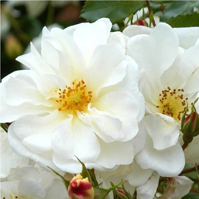 Kordes Rigo-Rose Diamant Rosa Reichblühende Zierrose - Bild 1