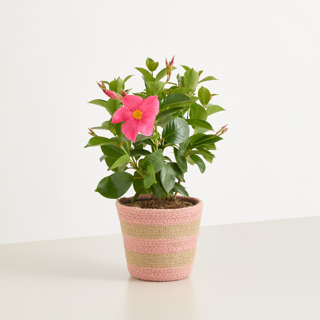 Dipladenia blühende Kletterpflanze im Hängekorb von BLUME2000 in Pink - Bild 1