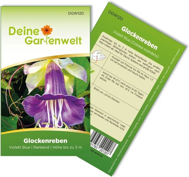 Deine Gartenwelt Glockenrebe Violett Blue Samen für Kletterpflanzen an Zäunen, Spalieren und in Kübeln - Bild 1