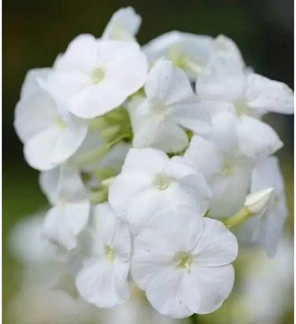 Hohe Flammenblume Rembrandt Phlox paniculata Beetpflanze von Nr-01.de - Bild 1
