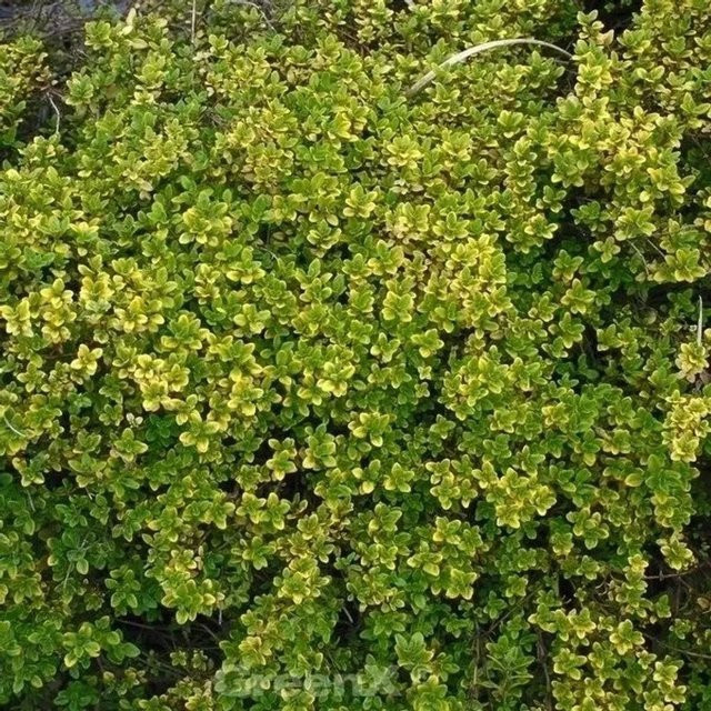 Echter Zitronen Thymian Golden King Thymus citriodorus Gewürzpflanze in Grün - Bild 1
