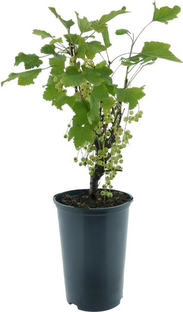 Weiße Johannisbeere Versailler BIO Ribes Beerenstrauch, Höhe: 30-40 cm, Topf-Durchmesser: 3 cm - Bild 1