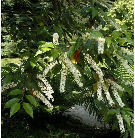 Portugiesischer Kirschlorbeer Myrtifolia Prunus usitaminica als Heckenpflanze, Höhe: 125-150 cm