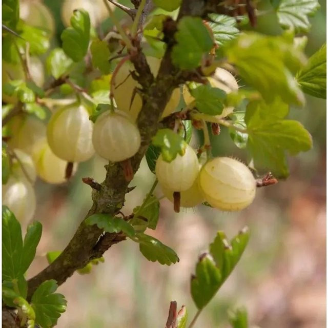 Gelbe Stachelbeere Ribes uva-crispa als Hochstamm von Nr-01.de (Höhe: 60-80 cm) - Bild 1