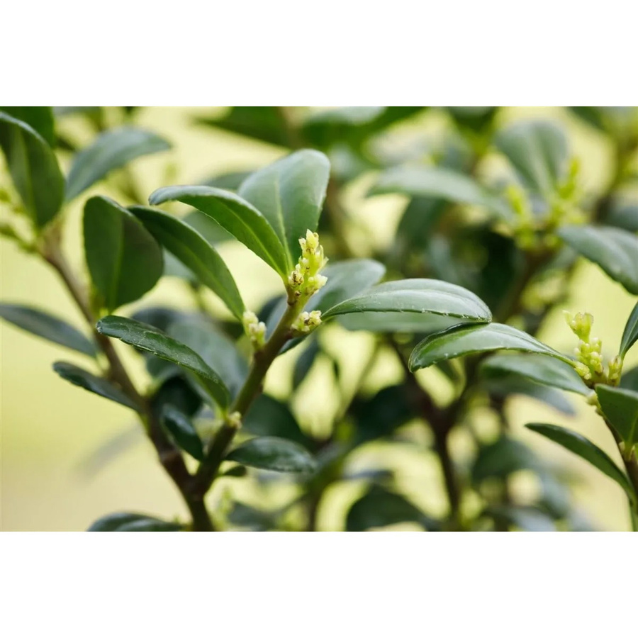 Ilex crenata Dark Green Pflanze von Pflanzen für dich, Höhe: 40-50 cm - Bild 2