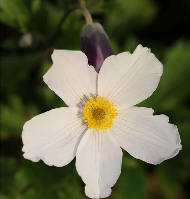 Japanische Herbstanemone Wild Swan Anemone japonica weiße Staude für deinen Garten - Bild 1