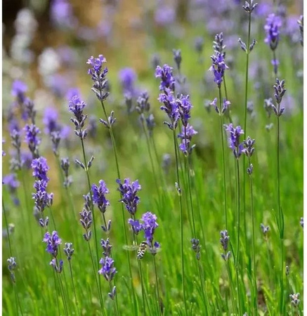 Lavandula angustifolia Dwarf Blue Echter Lavendel in einem Topf, Farbe: Blau/Lila