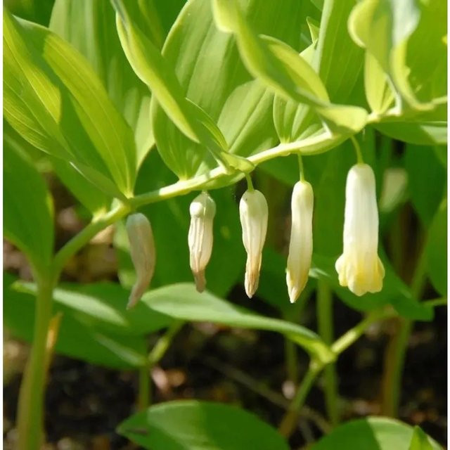 Vielblütige Weißwurz Giganteum Polygonatum multiflorum in Weiß und Grün - Bild 1