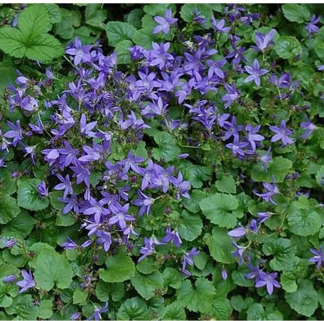 Glockenblume Trollkind Campanula poscharskyana in Lila als mehrjährige Gartenpflanze für den Steingarten - Bild 1