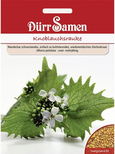Dürr Knoblauchrauke Saatgut für die ganzjährige Kultur - Bild 1