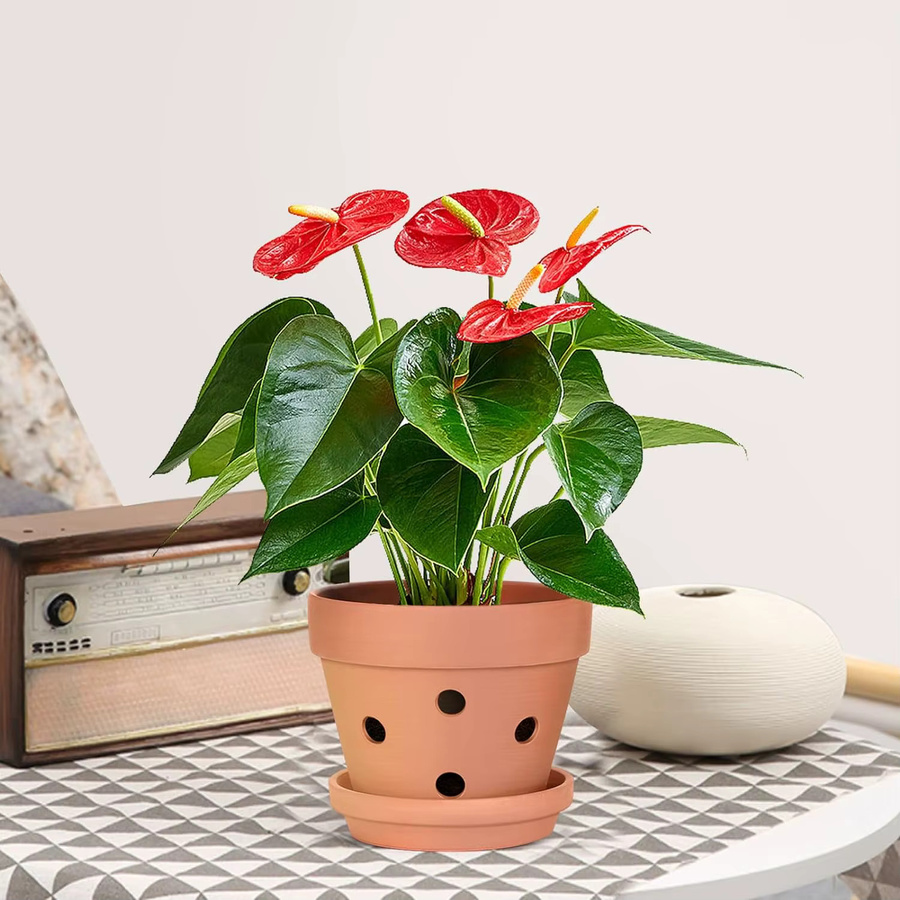 6er Set MINITAKING Terrakotta Orchideentöpfe mit Untertassen in Orange und Braun, 4 Zoll Pflanzentöpfe für Zimmerpflanzen - Bild 3