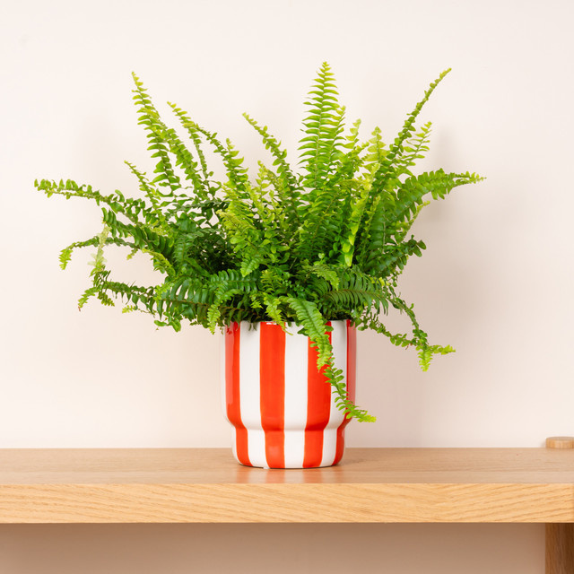 Keramik Übertopf BLUME2000 Tabletop im 1950er-Jahre Stil mit Streifen in Orange und Weiß, Höhe: 14,5 cm, Breite: 15,5 cm, Tiefe: 14,5 cm - Bild 1