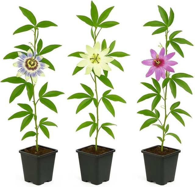 Exotenherz Passiflora Tricolor Kletterpflanze 3er Set, mehrfarbig (Blau, Weiß, Lila, Pink) im 11 cm Topf - Bild 1