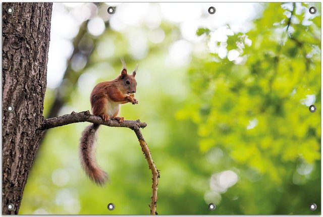 Wallario Gartenposter Eichhörnchen auf einem Ast, Mehrfarbig, Breite: 80 cm, Höhe: 120 cm - Bild 1