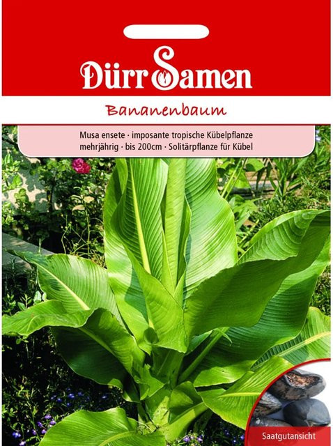 Dürr Samen Bananenbaum Saatgut für Zimmer, Wintergarten oder Garten als mehrjährige Solitärstaude - Bild 1