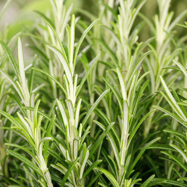 Rosmarinus Kräuterpflanze von Mein schöner Garten Shop - Bild 1