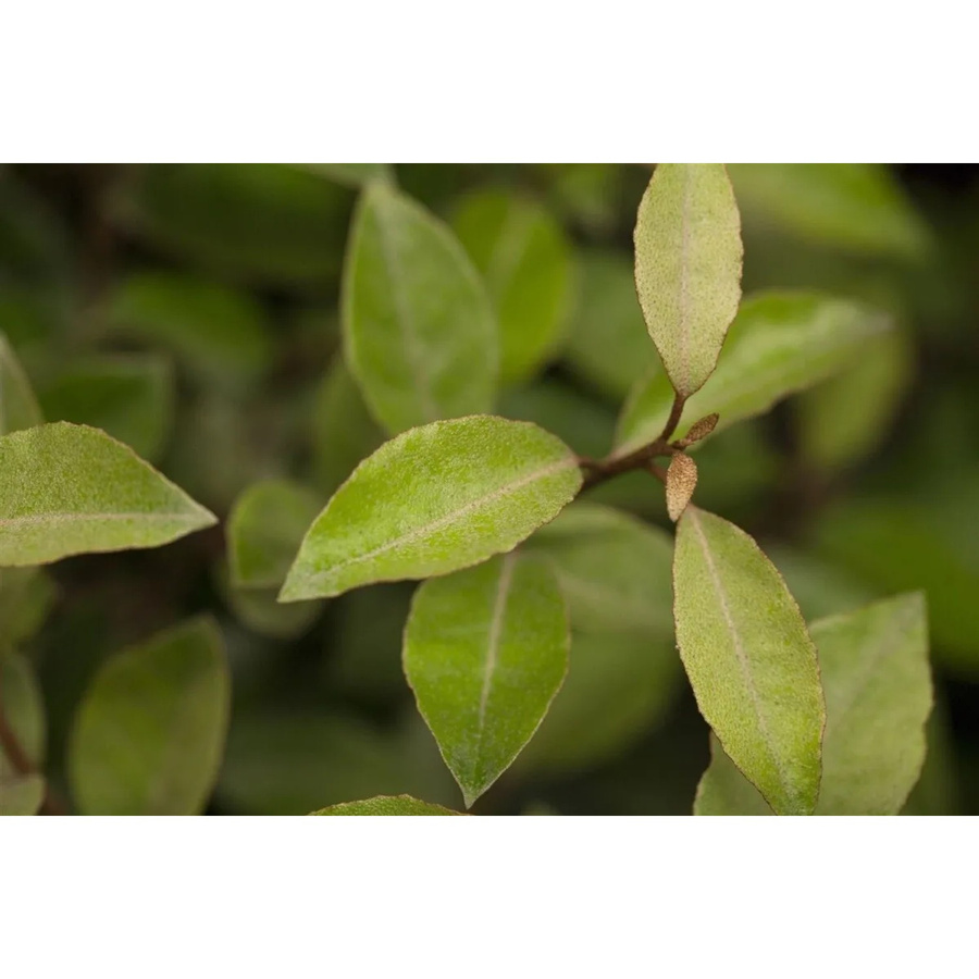 Elaeagnus ebbingei Pflanze von Pflanzen für dich, Höhe: 60-80 cm - Bild 2