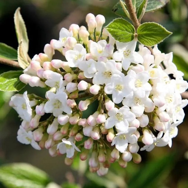 Arborix Osterschneeball Viburnum burkwoodii als Zierstrauch mit weißer und rosa Blüte im Container - Bild 1