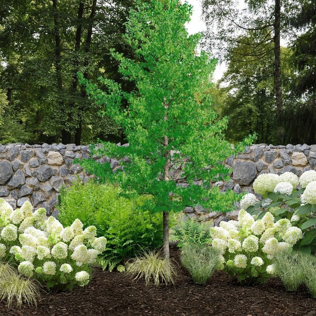 Pflanzen-Set Vielfalt für halbschattige Gartenecken von Mein schöner Garten Shop mit 12 Hortensien in Grün und Mehrfarbig für den Außenbereich - Bild 1