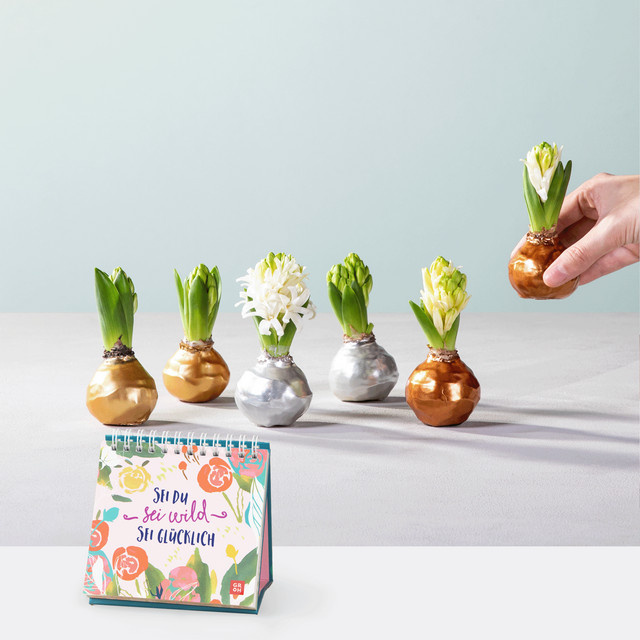BLUME2000 Funkelndes Fest 6er Set mit Aufstellbuch und Zwiebel - Bild 1