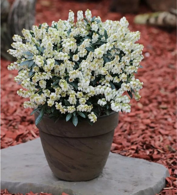 Pieris japonica Debutante Schattenglöckchen Lavendelheide Zierstrauch Höhe: 30-40 cm - Bild 1