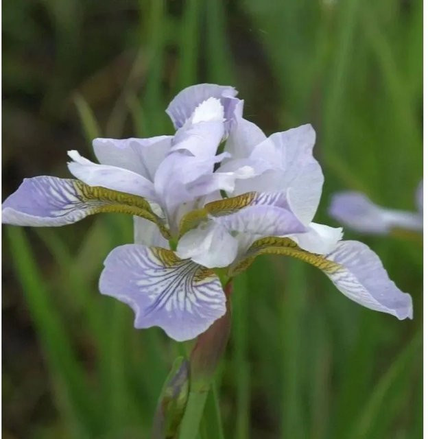 Sibirische Wieseniris Mrs Rowe in Lila als mehrjährige Gartenpflanze - Bild 1