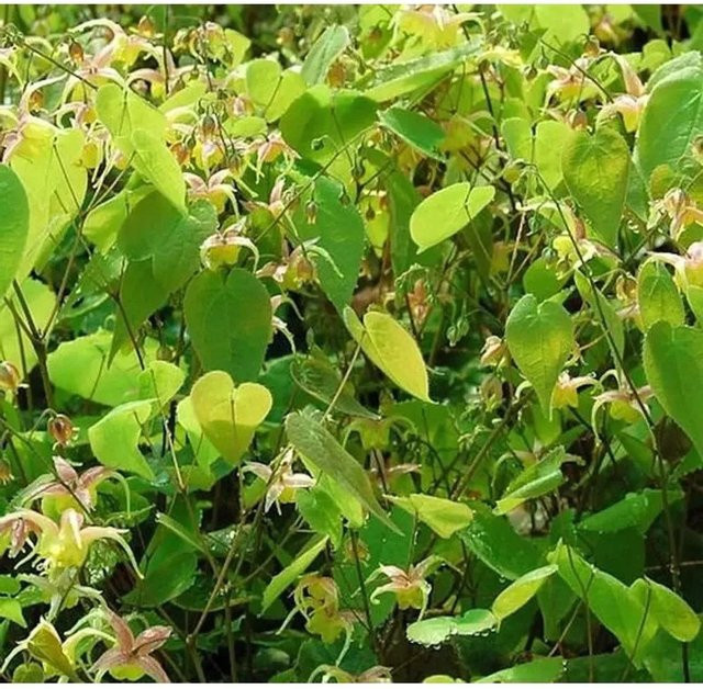 Epimedium Hybrid Elfenblume Fire Dragon als grüner Bodendecker für den Garten - Bild 1