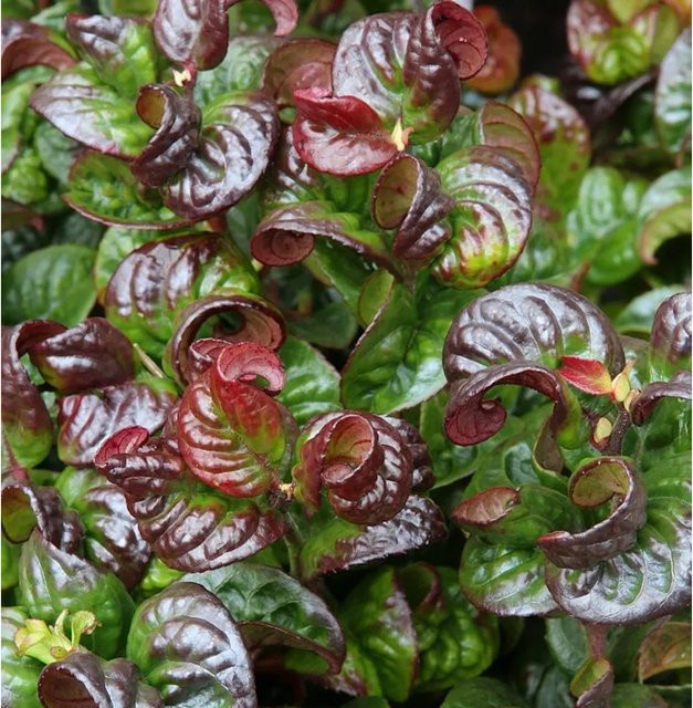 Traubenmyrte Curly Red Leucothoe axillaris in Rot und Grün, Höhe: 30-40 cm - Bild 1