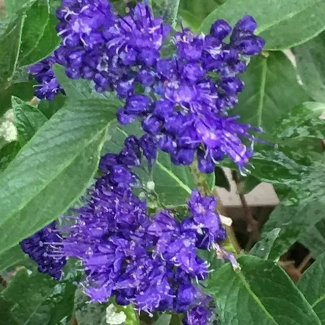 Arborix Bartblume Heavenly Blue Caryopteris clandonensis, blauer Zierstrauch für den Außenbereich, Höhe: 40 bis 50 cm - Bild 1