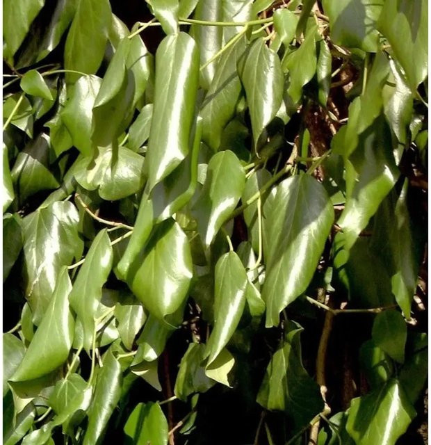Hedera colchica Schwarzmeer-Efeu kletternde Pflanze in Grün, Höhe: 100-125 cm - Bild 1