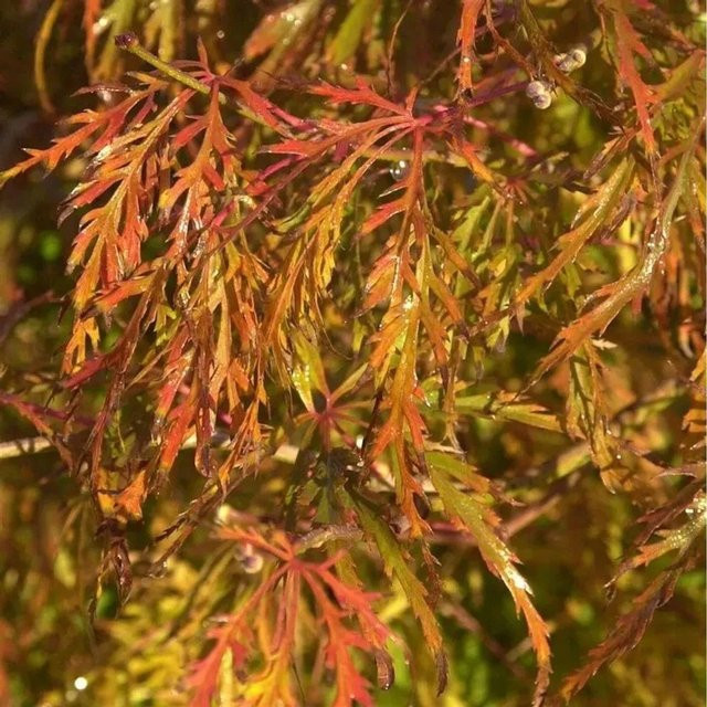 Hochstamm Fächerahorn Acer palmatum Demi-Sec von Nr-01.de mit grünen, orangefarbenen und roten Blättern, Höhe: 80-100 cm - Bild 1
