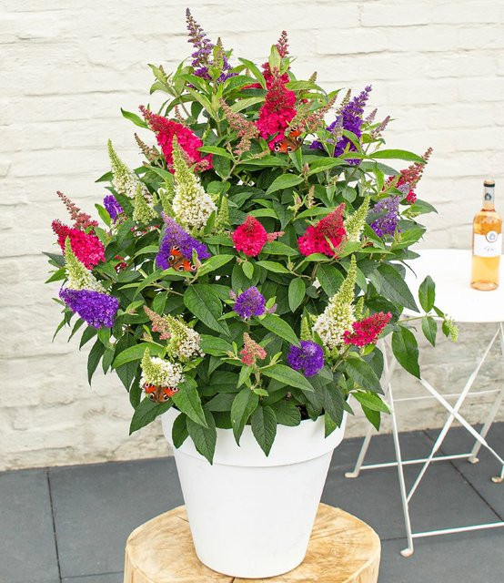 Zwerg-Schmetterlingsstrauch Butterfly Candy Trio - Bild 1