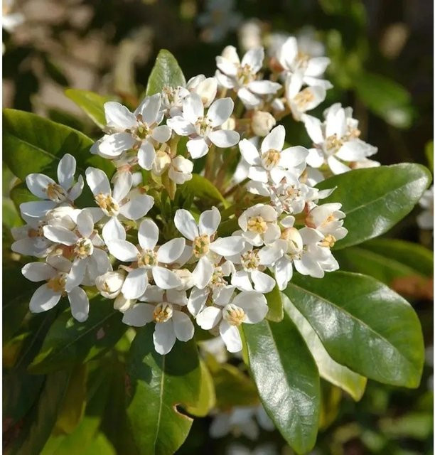 Choisya ternata Orangenblume weiß, Strauch, Höhe: 30-40 cm - Bild 1