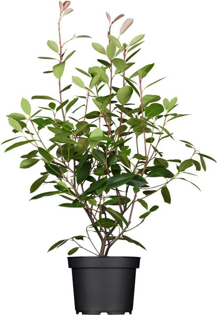 GROW by OBI Glanzmispel Red Robin Photinia als Heckenpflanze im 3l Topf, Höhe: 40-50 cm - Bild 1